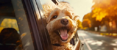 ペットにも快適な車内環境